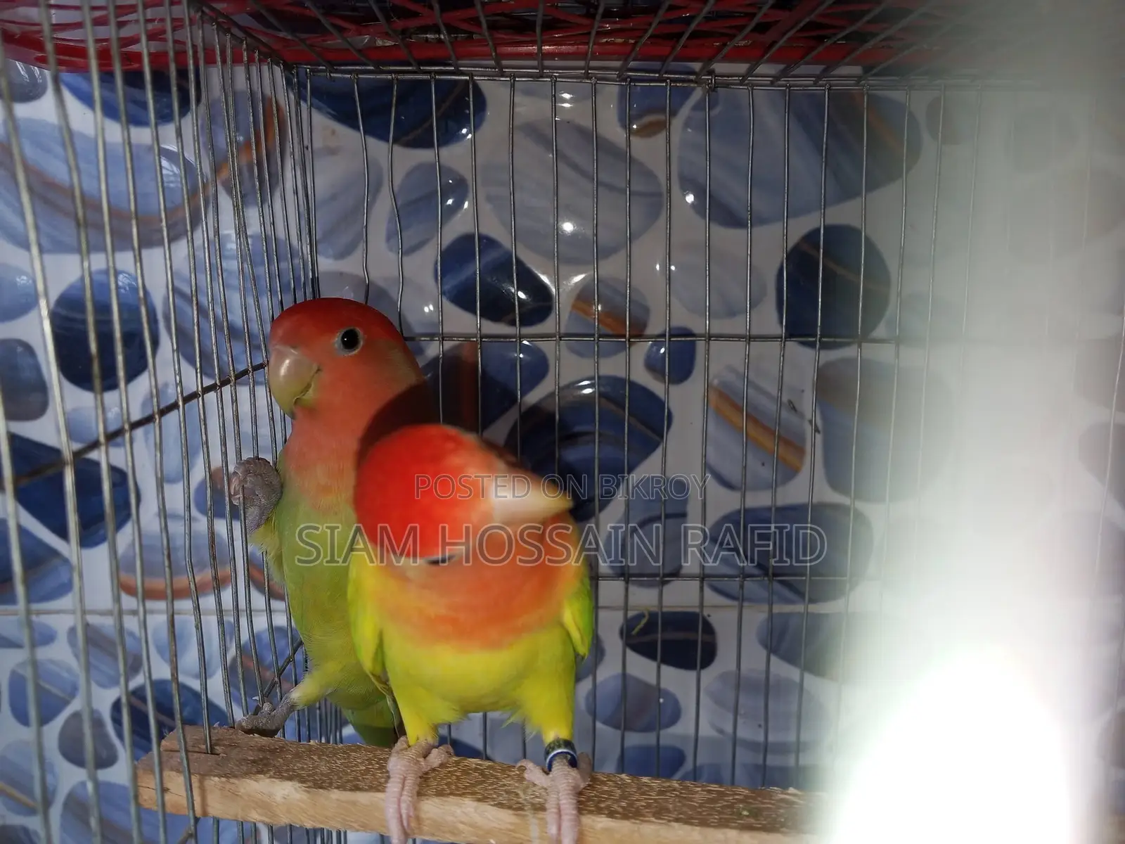 Lovebird Pair Sale