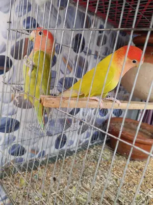 Lovebird Pair Sale