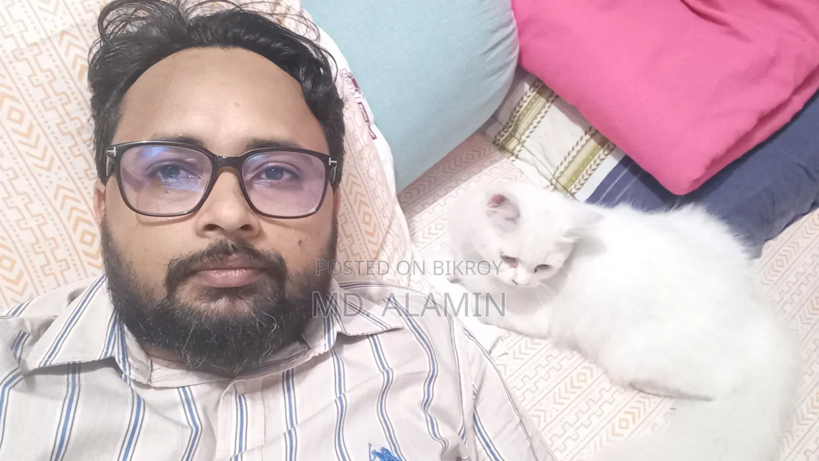 3-6 Months Male Purebred Cat