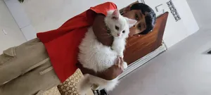 3-6 Months Male Purebred Cat