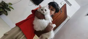 3-6 Months Male Purebred Cat