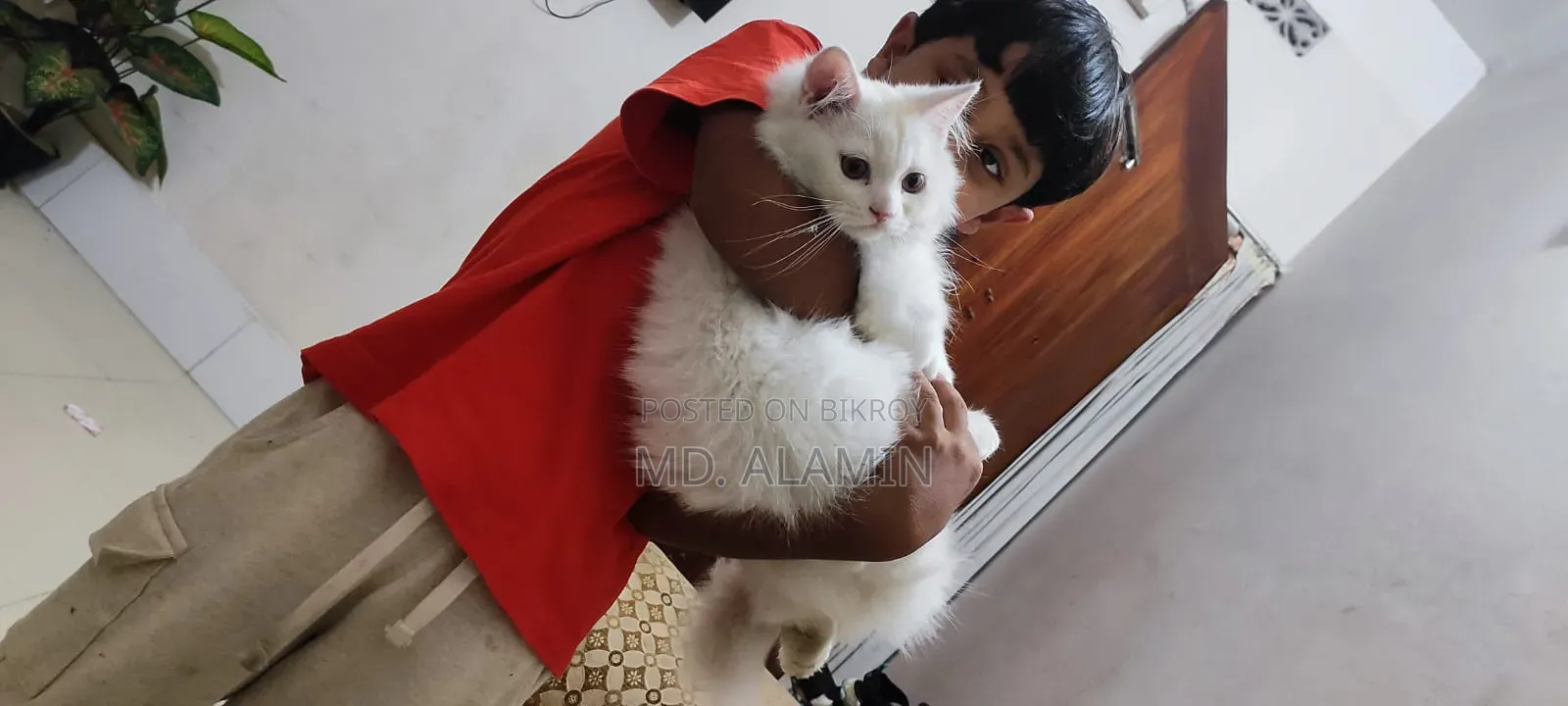 3-6 Months Male Purebred Cat
