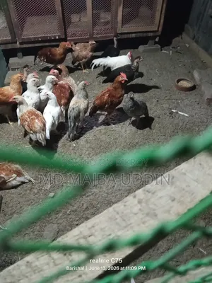 মুরগী বিক্রি করা হবে