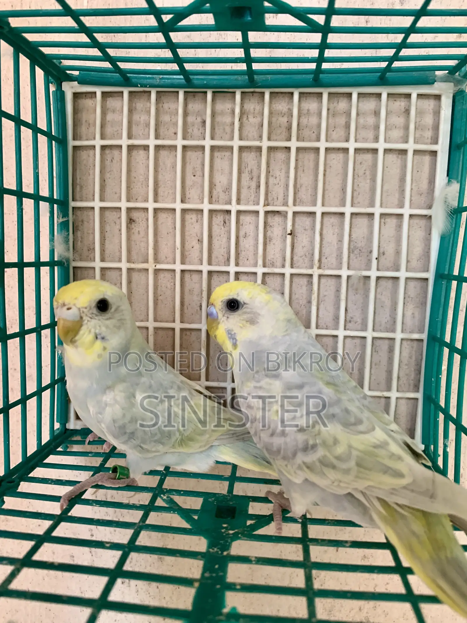 Budgie Pair