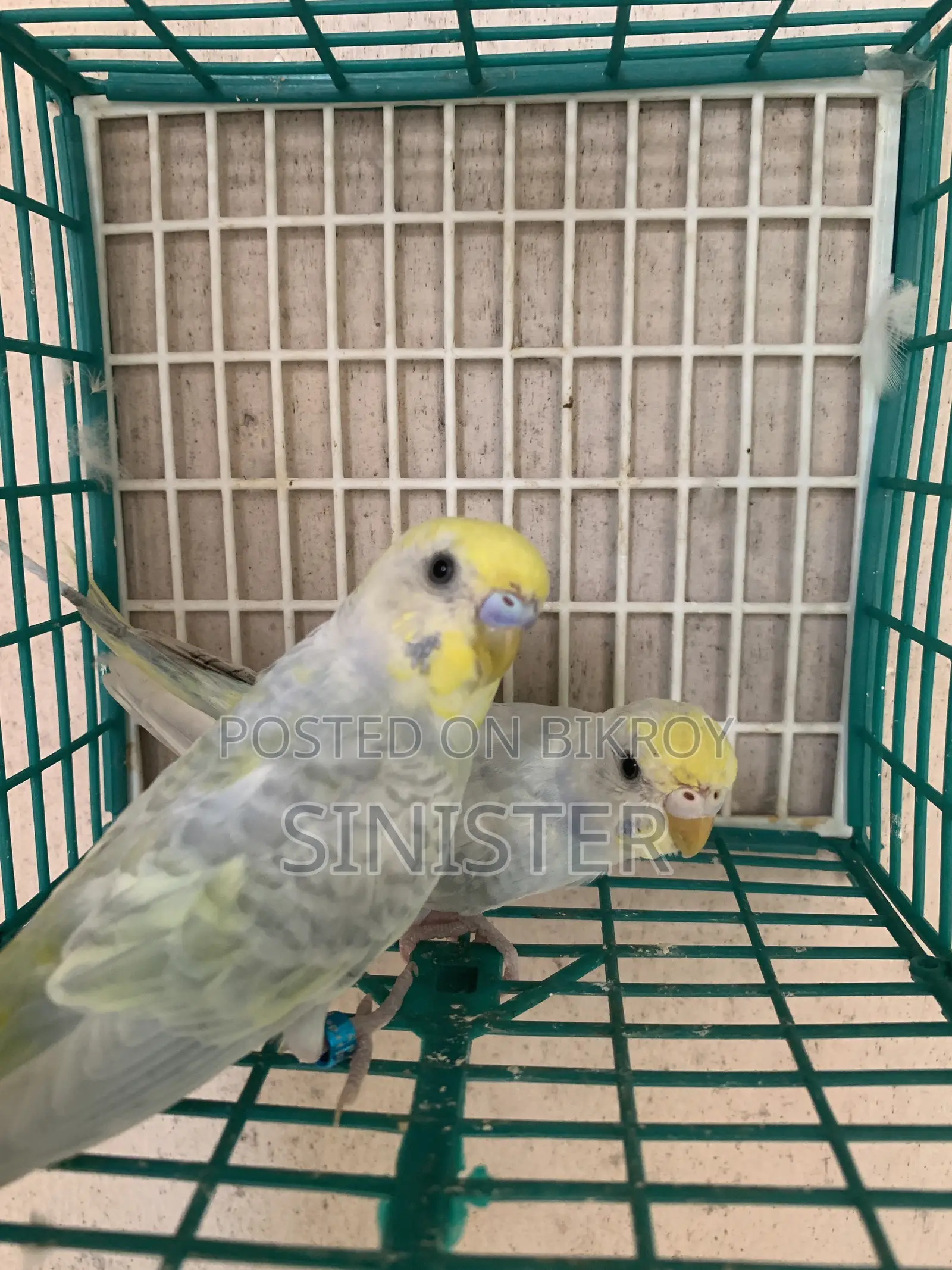 Budgie Pair
