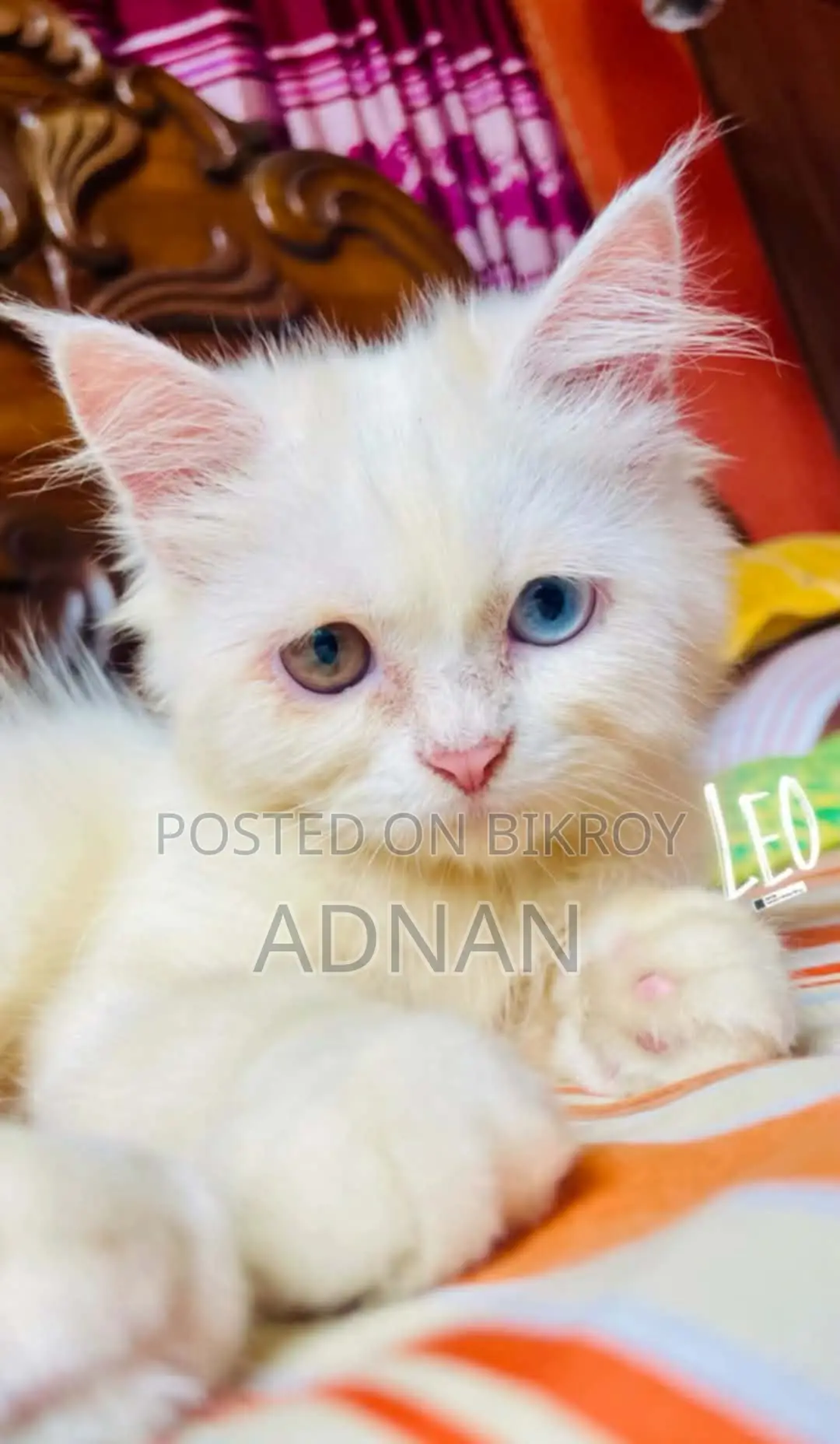 1+ Year Male Mixed Breed Persian Cat