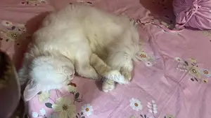 1+ Year Male Mixed Breed Persian Cat