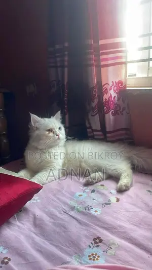 1+ Year Male Mixed Breed Persian Cat