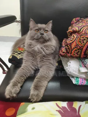 3-6 months Male Purebred Russian Blue