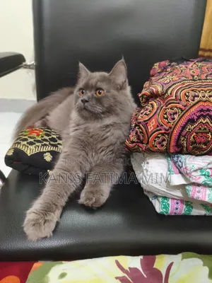 3-6 months Male Purebred Russian Blue