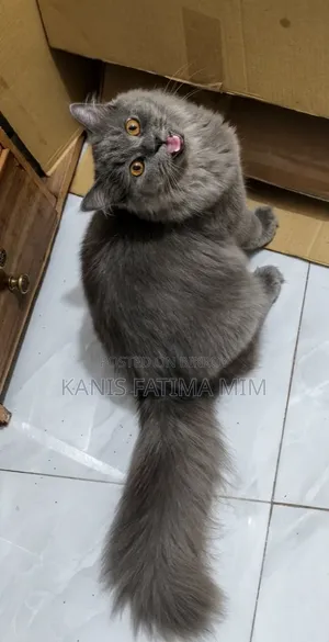 3-6 months Male Purebred Russian Blue