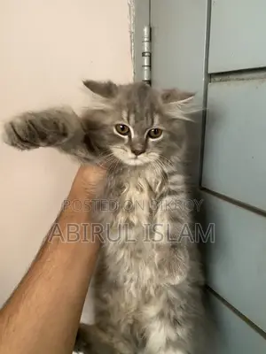 1-3 months Male Purebred Persian