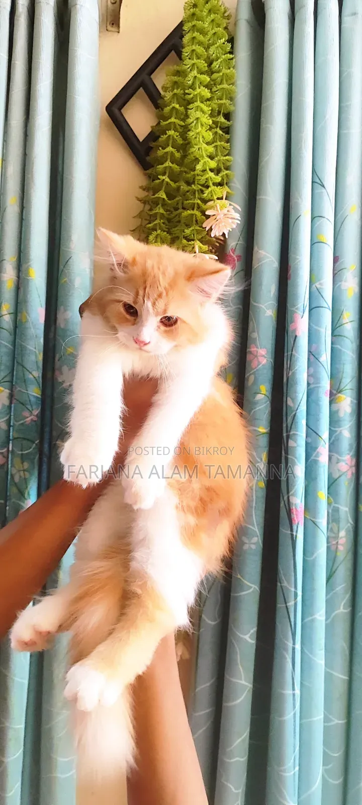 3-6 months Female Purebred Persian