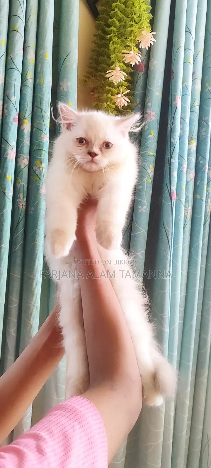 3-6 months Female Purebred Persian