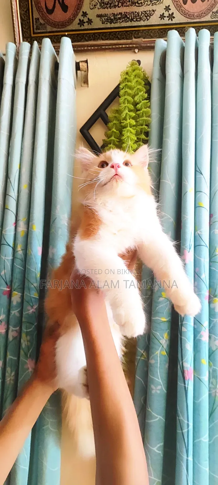 3-6 months Female Purebred Persian