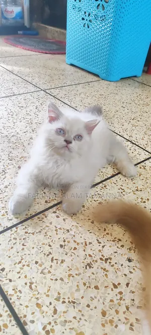 3-6 months Female Purebred Persian