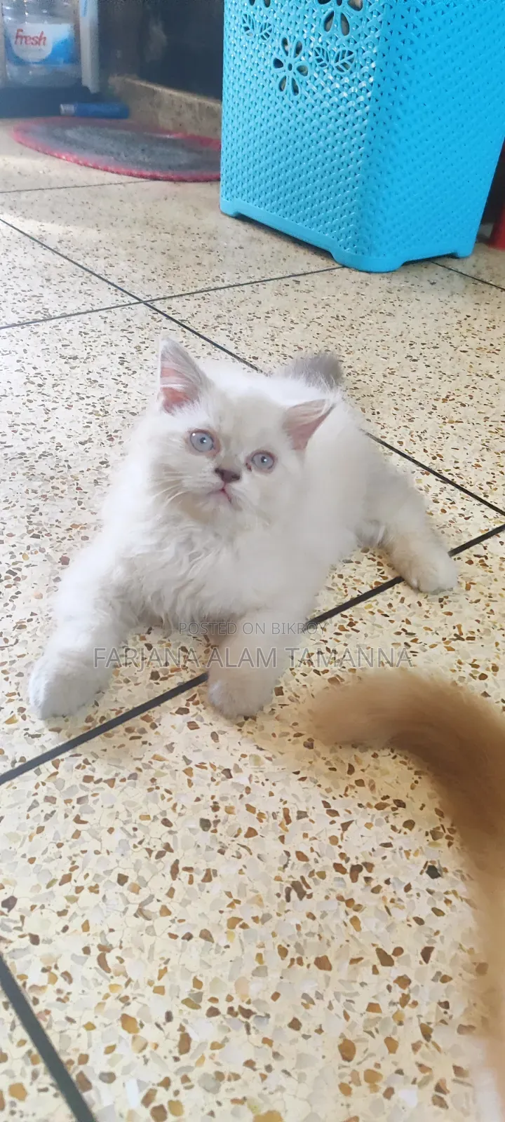 3-6 months Female Purebred Persian