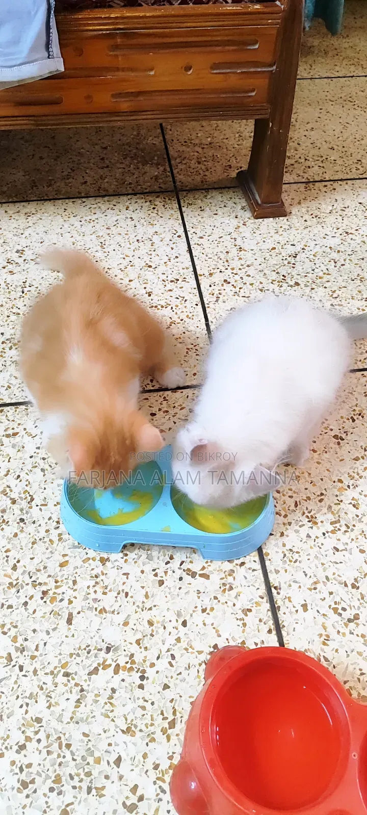 3-6 months Female Purebred Persian