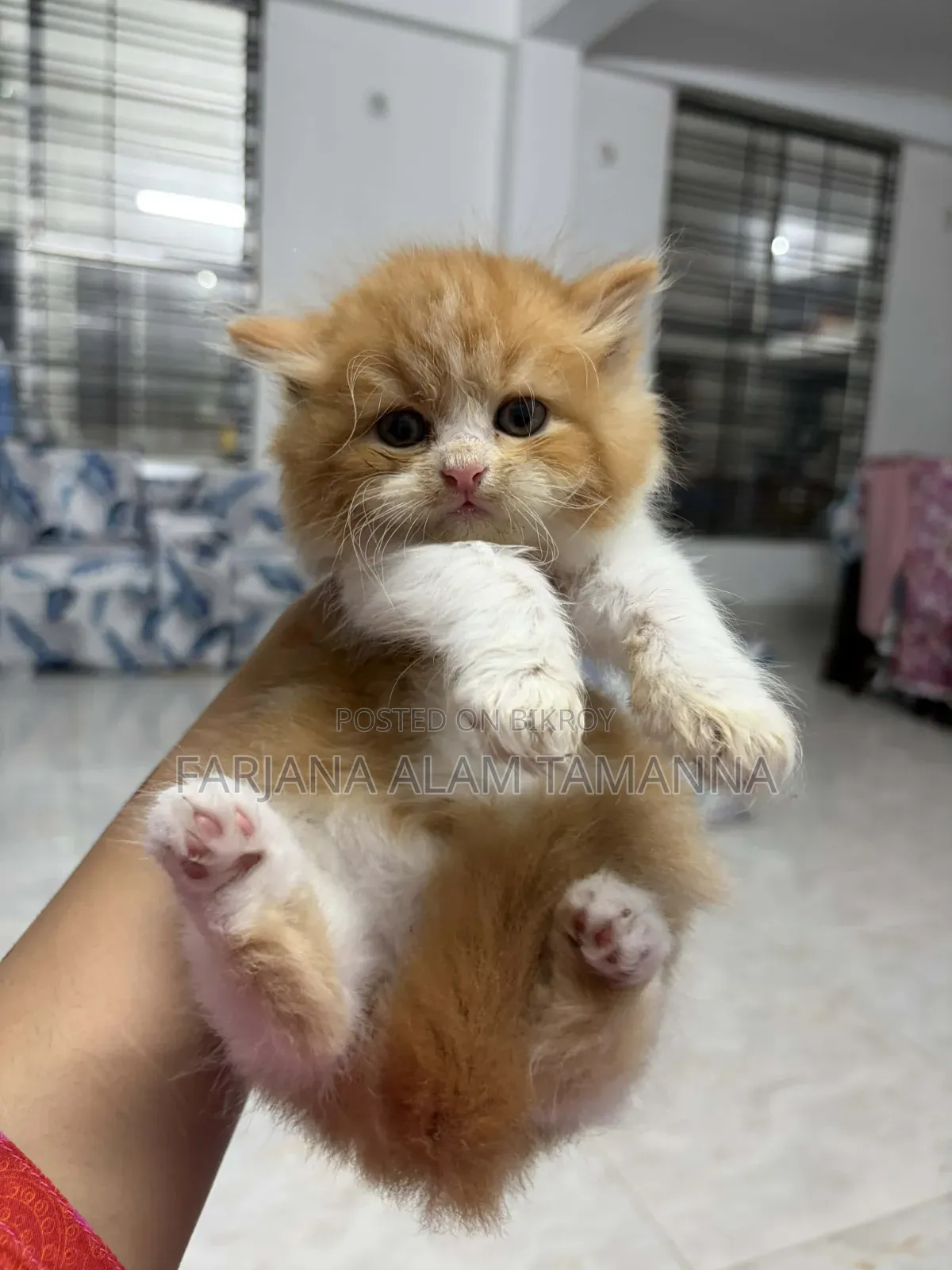 3-6 months Female Purebred Persian