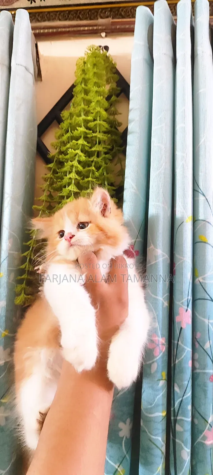 3-6 months Female Purebred Persian