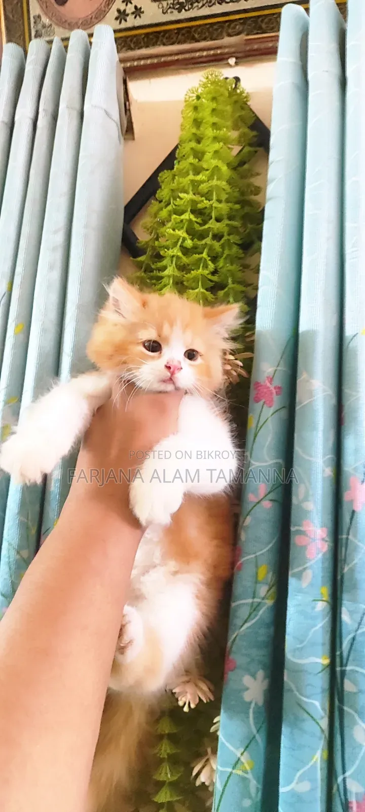 3-6 months Female Purebred Persian