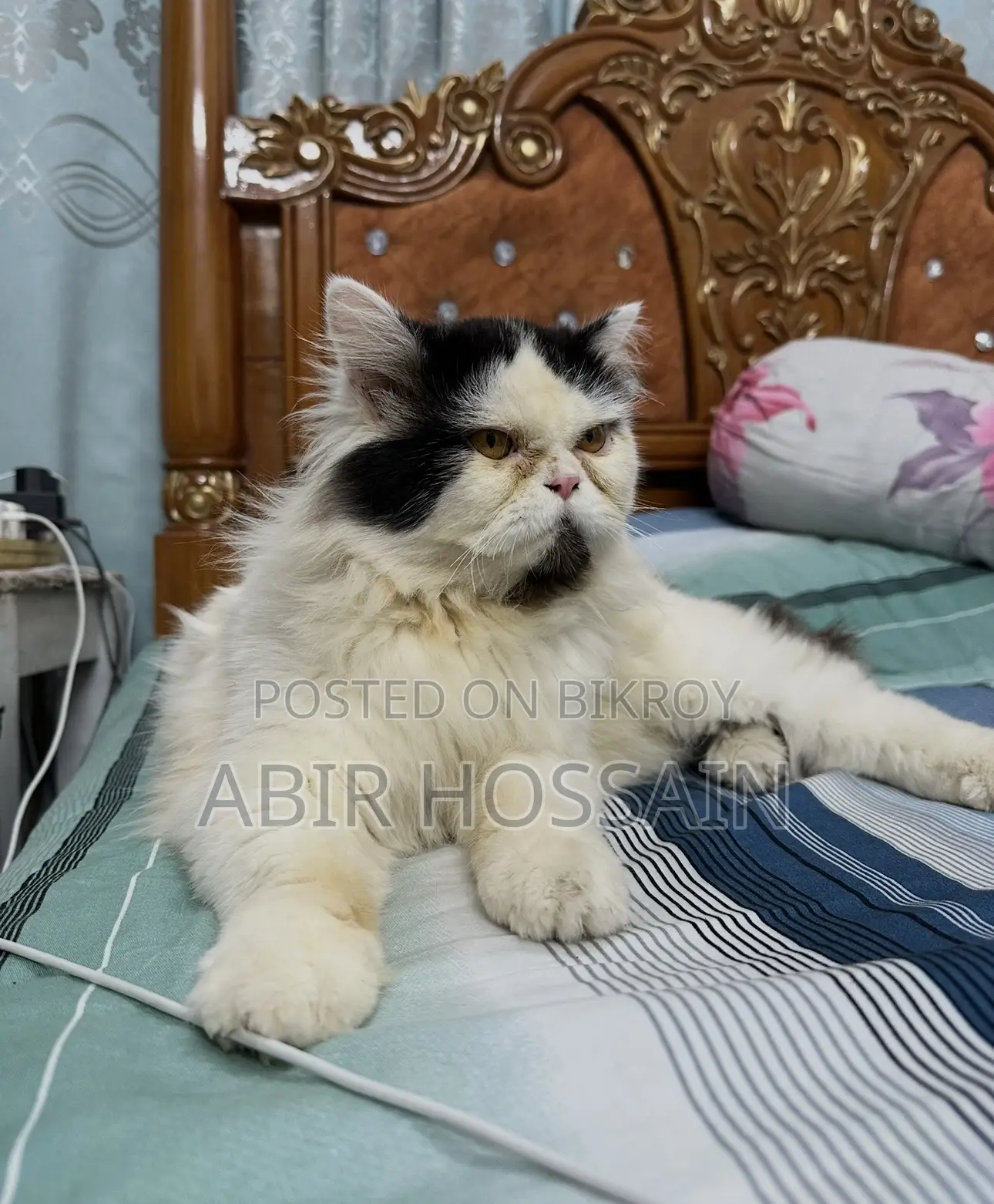 6-12 Months Male Purebred Persian