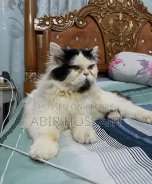 6-12 Months Male Purebred Persian