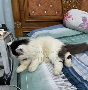 6-12 Months Male Purebred Persian