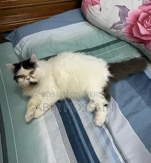 6-12 Months Male Purebred Persian