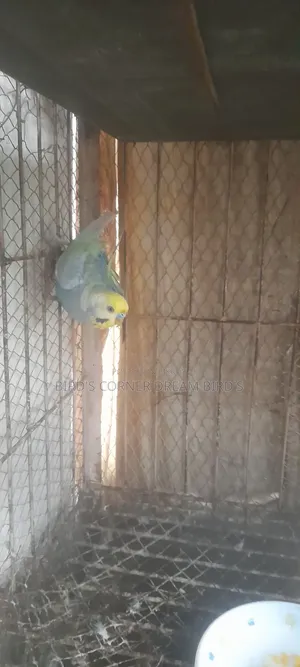 Rainbow Budgie Male