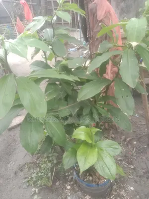 Insulin Tree Plant