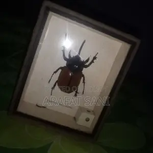 Framed Eupatorus Gracilicornis Insect