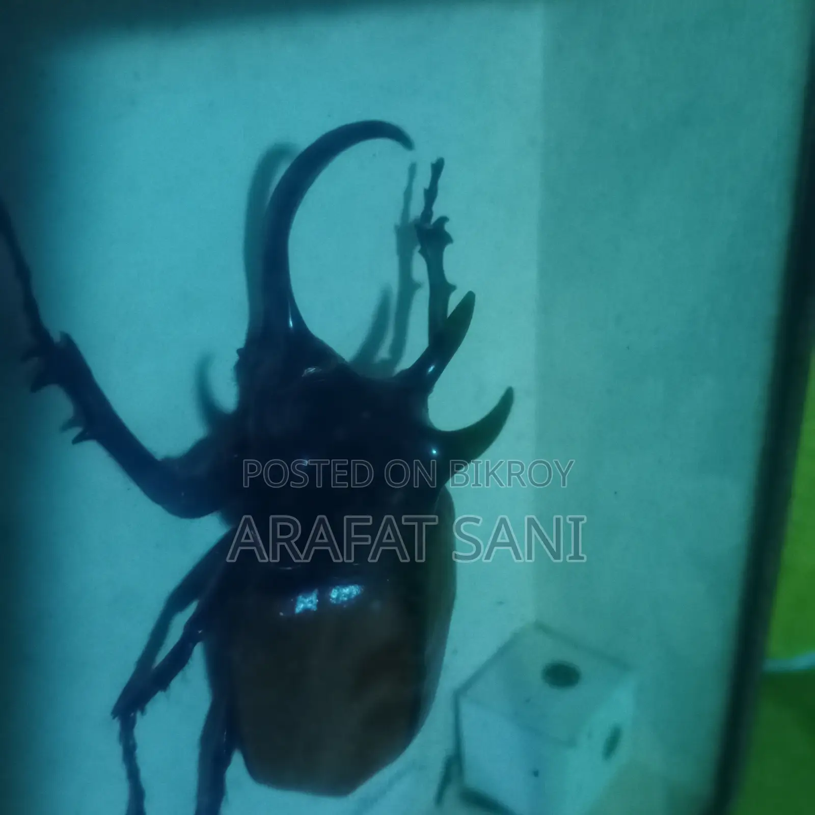 Framed Eupatorus Gracilicornis Insect