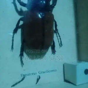 Framed Eupatorus Gracilicornis Insect