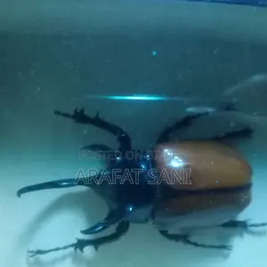 Framed Eupatorus Gracilicornis Insect