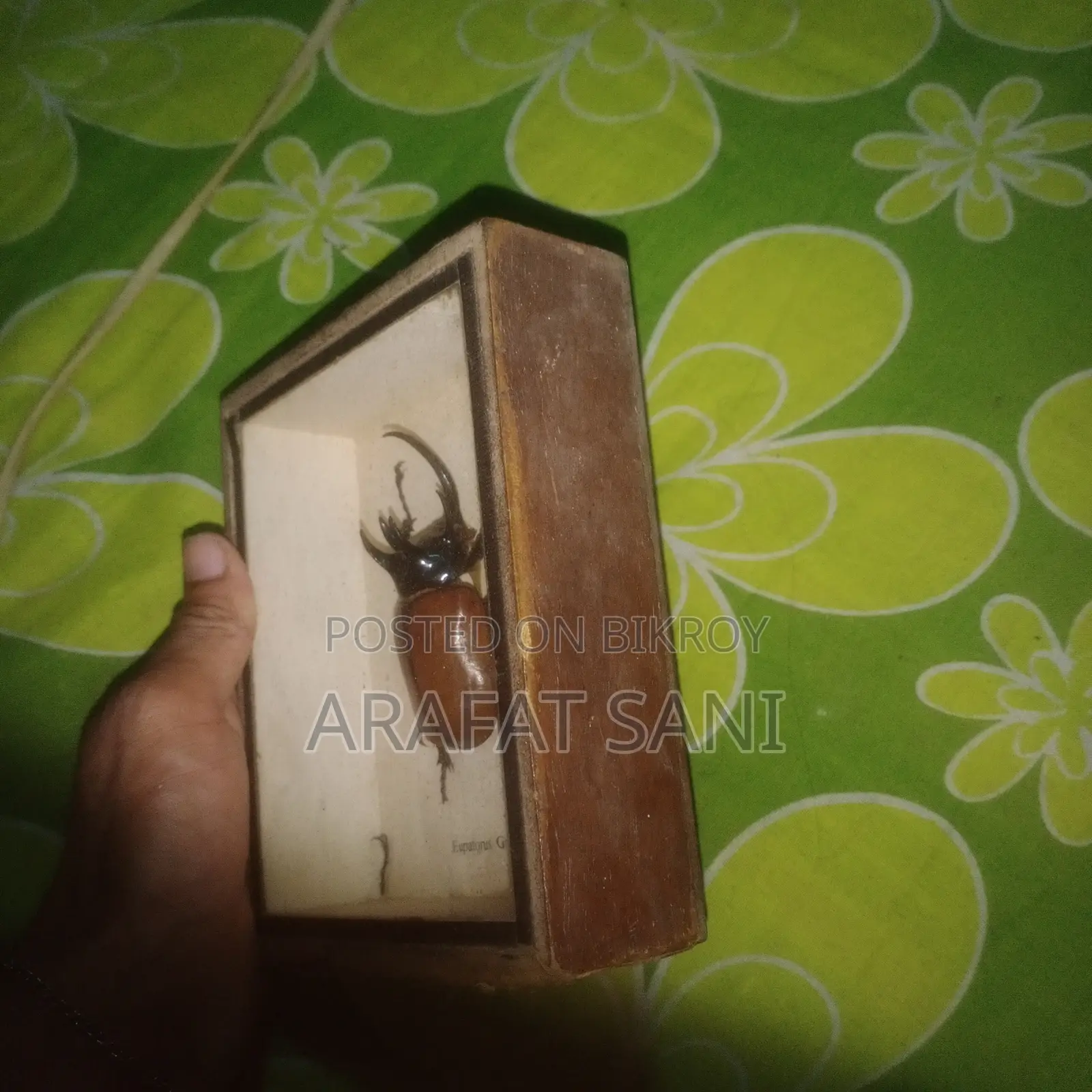 Framed Eupatorus Gracilicornis Insect
