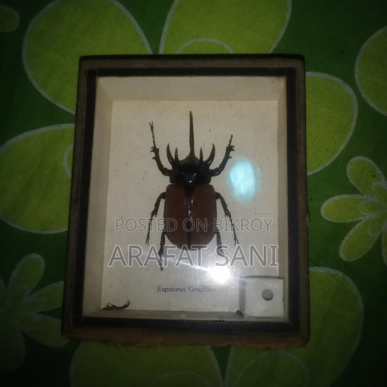 Framed Eupatorus Gracilicornis Insect