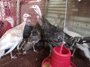 ফ্রেশ টর্কি