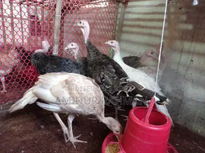 ফ্রেশ টর্কি