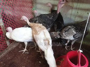 ফ্রেশ টর্কি