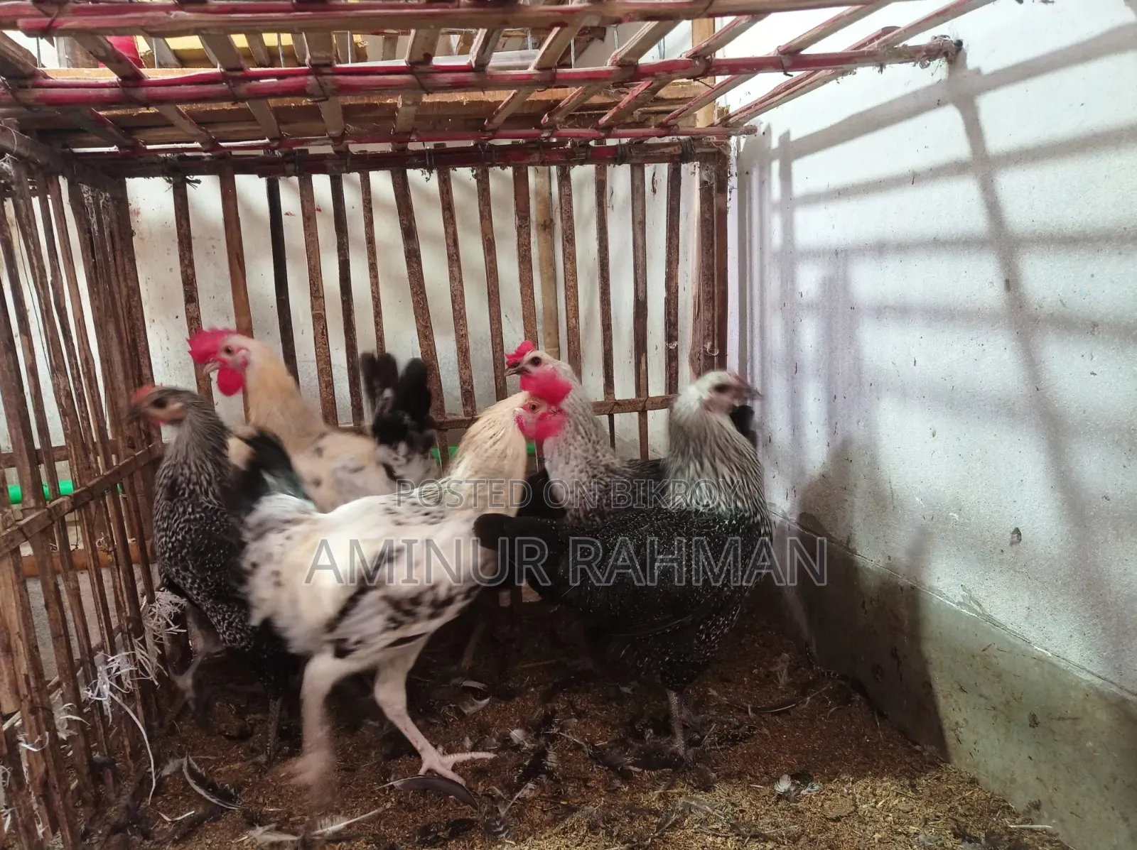 Running Fayoumi and Sonali cross chickens, Kadaknath, Pheasant