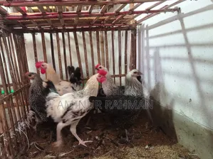Running Fayoumi and Sonali cross chickens, Kadaknath, Pheasant