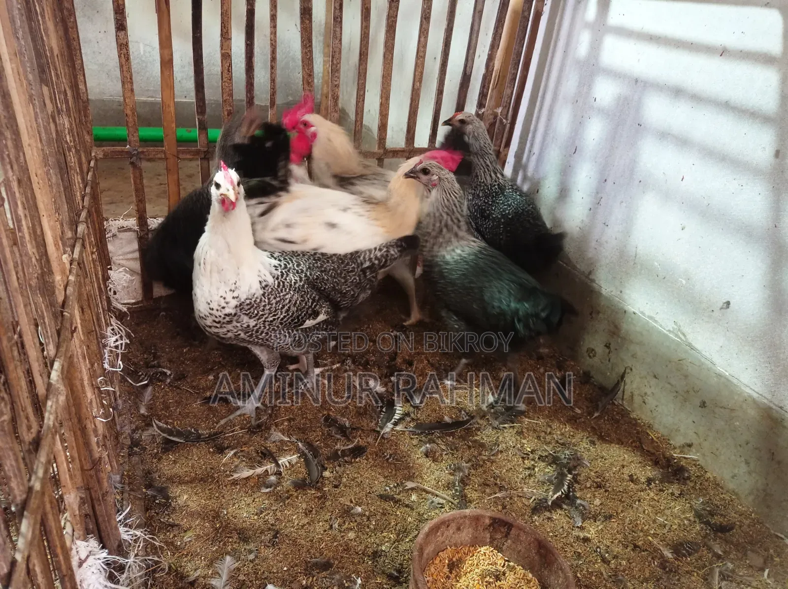 Running Fayoumi and Sonali cross chickens, Kadaknath, Pheasant