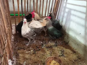 Running Fayoumi and Sonali cross chickens, Kadaknath, Pheasant