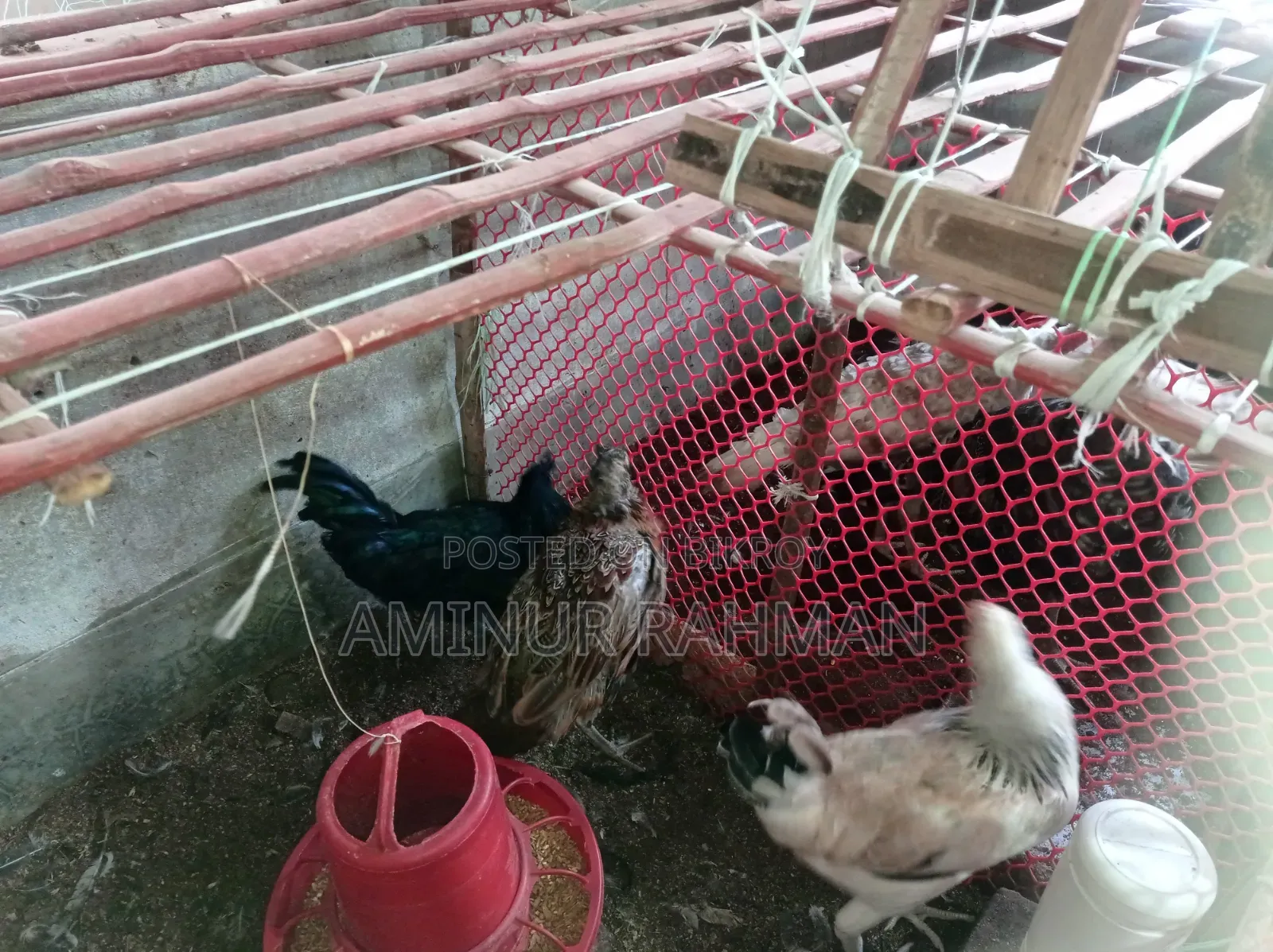 Running Fayoumi and Sonali cross chickens, Kadaknath, Pheasant