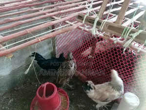 Running Fayoumi and Sonali cross chickens, Kadaknath, Pheasant