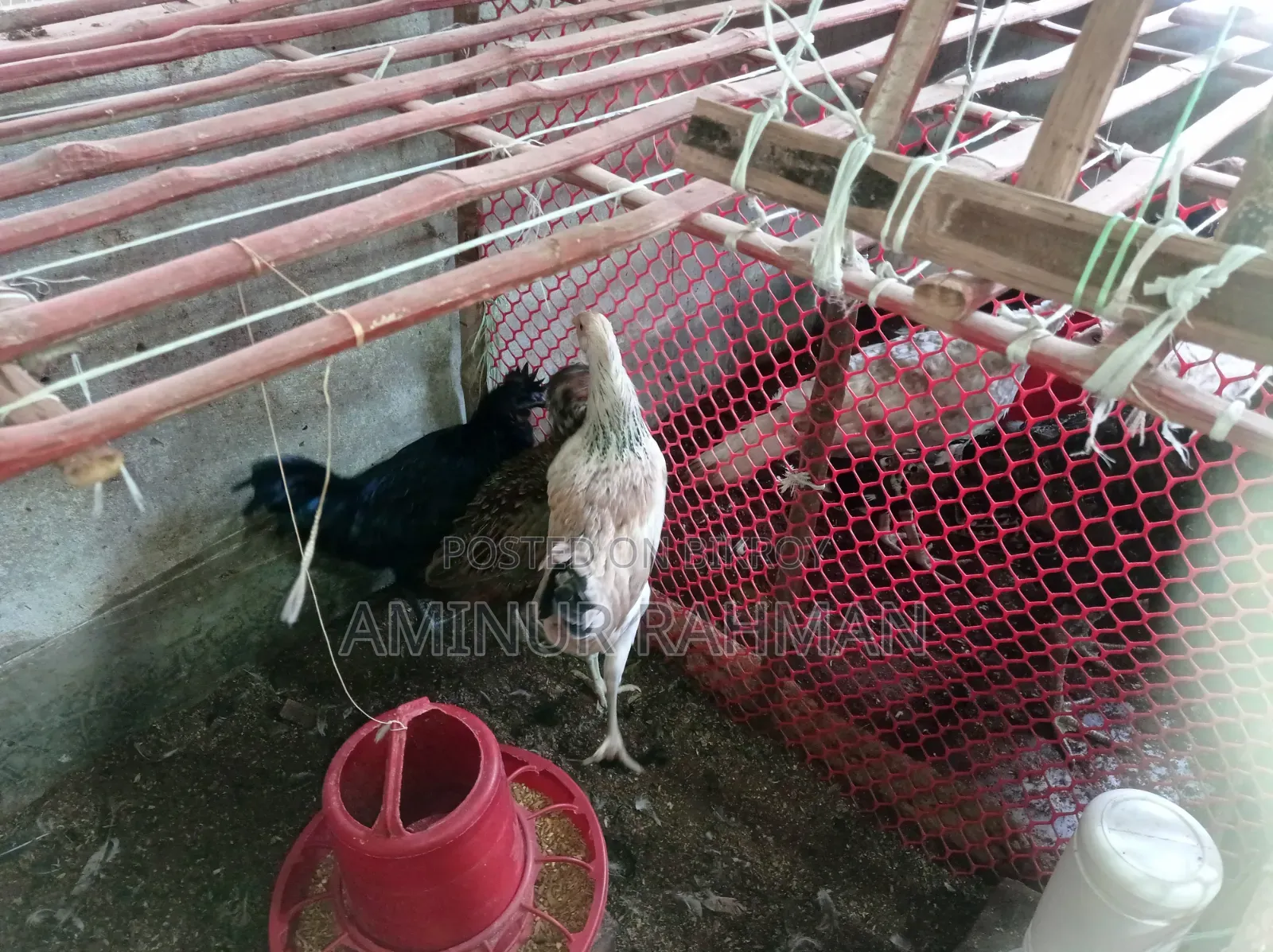 Running Fayoumi and Sonali cross chickens, Kadaknath, Pheasant