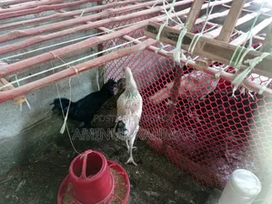 Running Fayoumi and Sonali cross chickens, Kadaknath, Pheasant