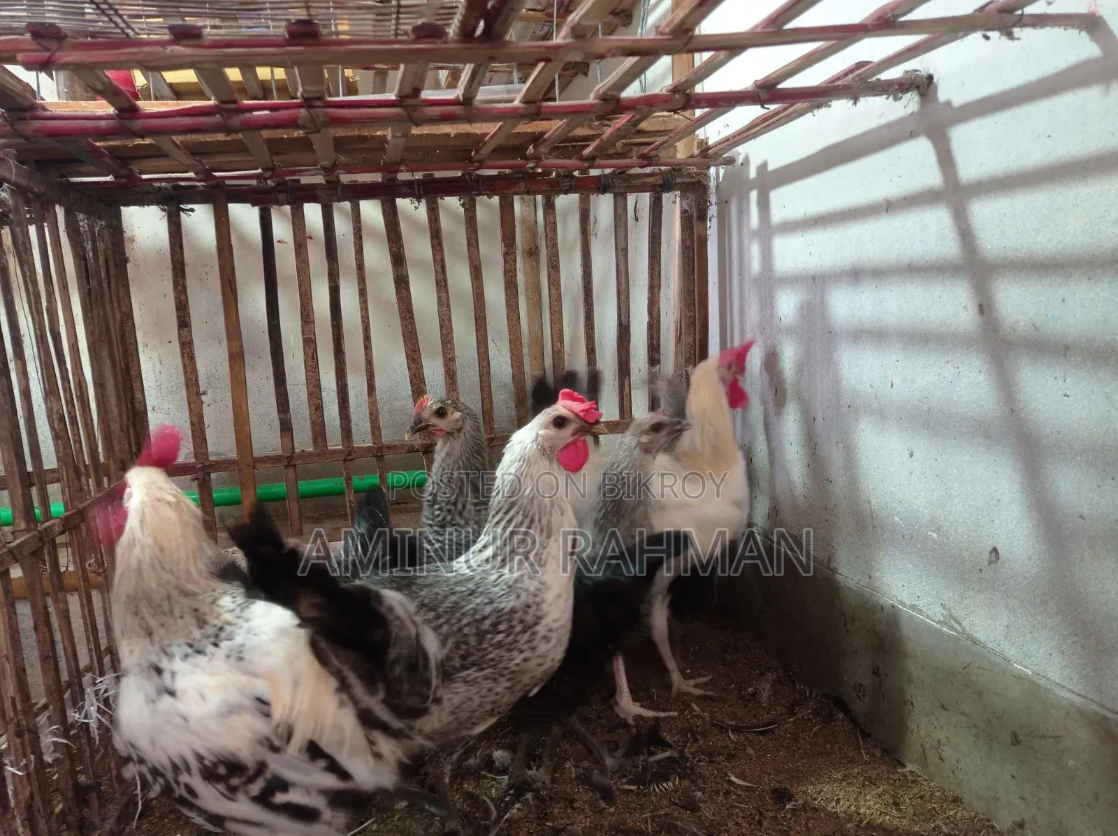 Running Fayoumi and Sonali cross chickens, Kadaknath, Pheasant