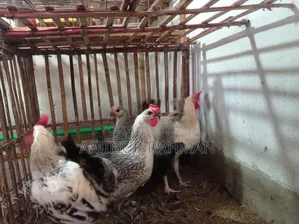 Running Fayoumi and Sonali cross chickens, Kadaknath, Pheasant